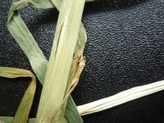 Glyceria nemoralis