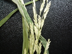 Glyceria nemoralis