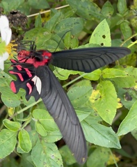 Byasa polyeuctes termessus