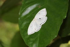 Cyclidia dictyaria