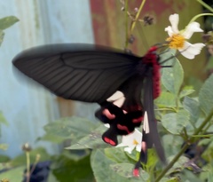 Byasa polyeuctes termessus