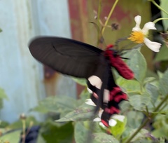 Byasa polyeuctes termessus