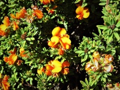 Pultenaea subspicata