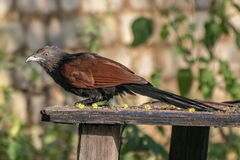 Centropus sinensis parroti