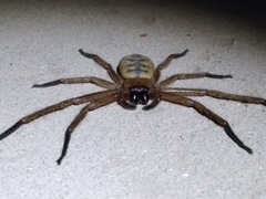 Delena lapidicola