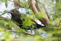 Centropus sinensis parroti