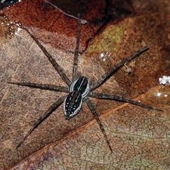 A black and white spider standing on a dead leaf in the water