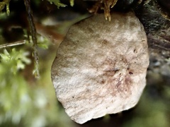 Marasmiellus dendroegrus