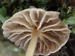 Marasmiellus dendroegrus