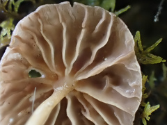 Marasmiellus dendroegrus