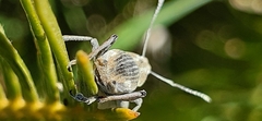 Naupactus xanthographus