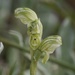 Pterostylis ziegeleri - Photo (c) Bruno Bell, some rights reserved (CC BY-NC), uploaded by Bruno Bell