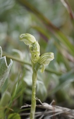 Pterostylis ziegeleri