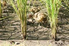 Bambusicola thoracicus