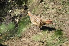 Bambusicola thoracicus