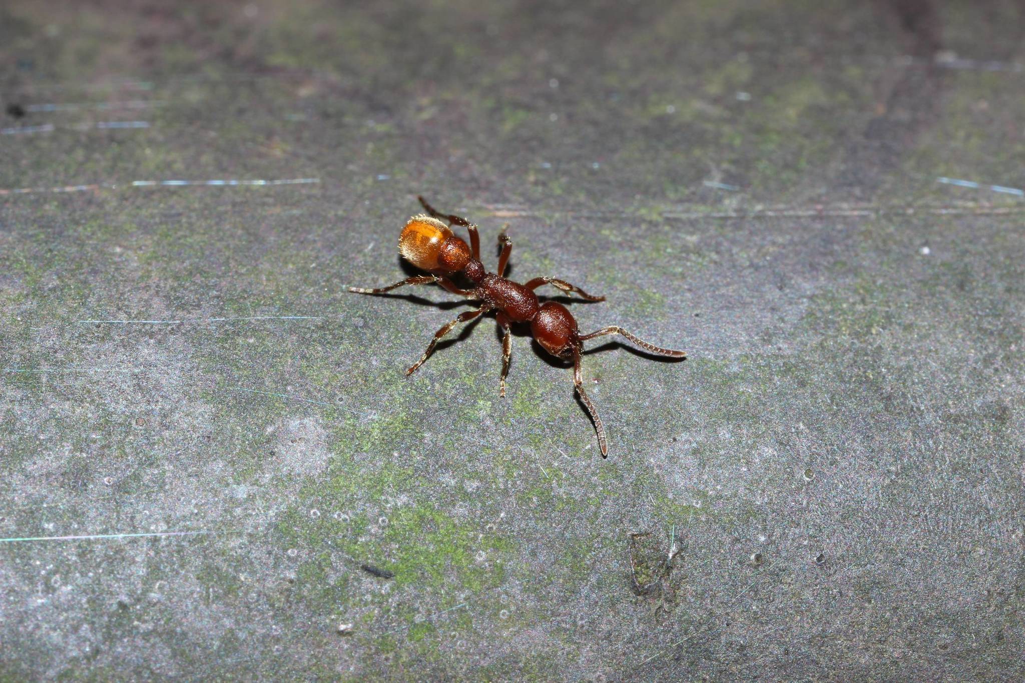 Proceratium watasei