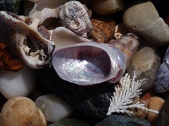 Stomatella impertusa