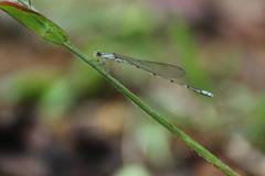 Aciagrion migratum