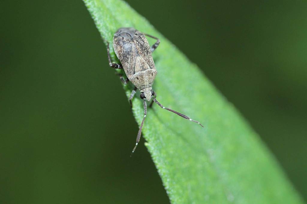 Eurystylus sauteri from 長池公園 on October 6, 2021 at 01:17 PM by 登坂久雄 ...