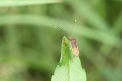 Paradasynus spinosus