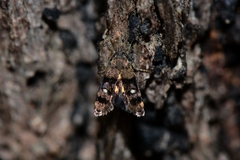 Petalanthes hexastera