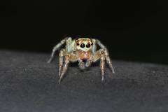 Plexippoides doenitzi