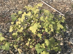 Xanthium strumarium canadense