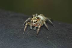 Plexippoides doenitzi