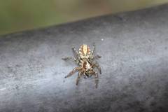 Plexippoides doenitzi