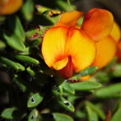 Pultenaea subspicata