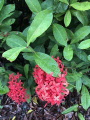 Ixora casei