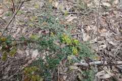 Acacia mitchellii