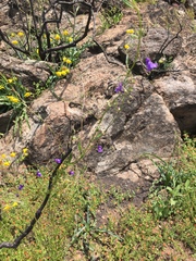 Neogaerrhinum strictum