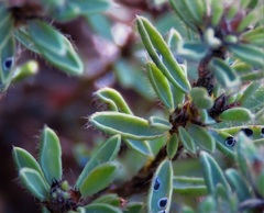 Pultenaea subspicata