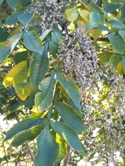 Rhus javanica