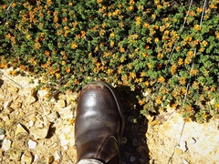 Pultenaea subspicata