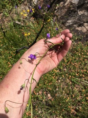 Neogaerrhinum strictum