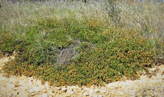 Pultenaea subspicata