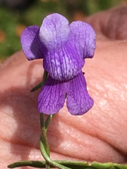 Neogaerrhinum strictum