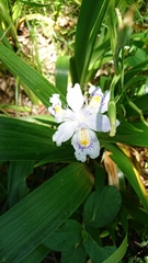 Iris japonica