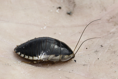 Blepharodera discoidalis