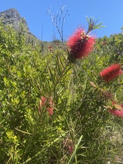 Melaleuca linearis linearis
