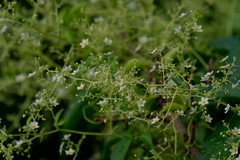 Neoalsomitra clavigera