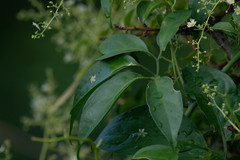 Neoalsomitra clavigera