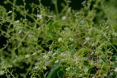 Neoalsomitra clavigera