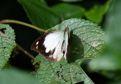 Appias indra aristoxemus