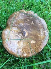Paxillus involutus