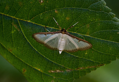 Cydalima pfeifferae