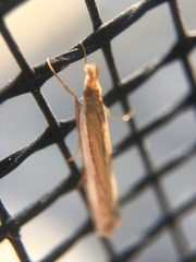 Crambus sperryellus
