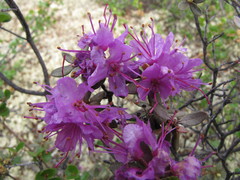 Rhododendron parvifolium